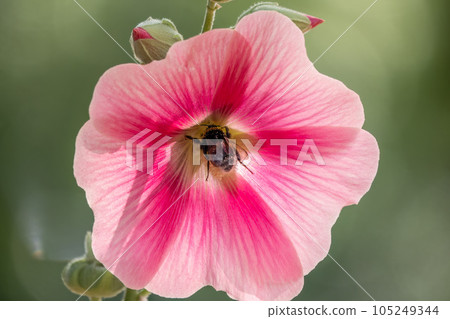Pink flowers of Hibiscus moscheutos plant close-up. Hibiscus moscheutos, swamp hibiscus, 105249344