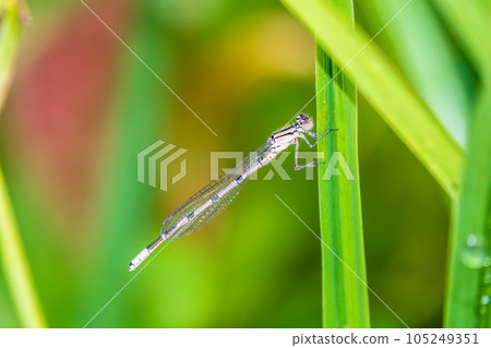 Small dragonfly Enallagma cyathigerum, the common blue damselfly, female. on a blade of grass Small dragonfly Enallagma cyathigerum, the common blue damselfly, female. on a blade of grass 105249351