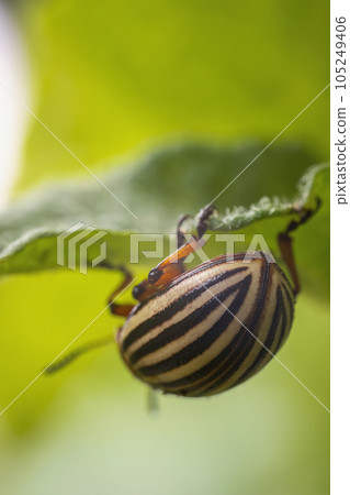 Colorado potato beetle walking on potatoes 105249406