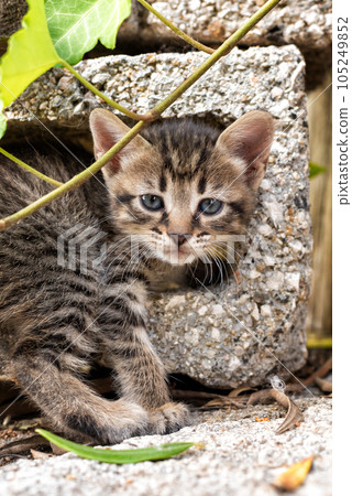 Close-up of an outdoor cat puppy. 105249852