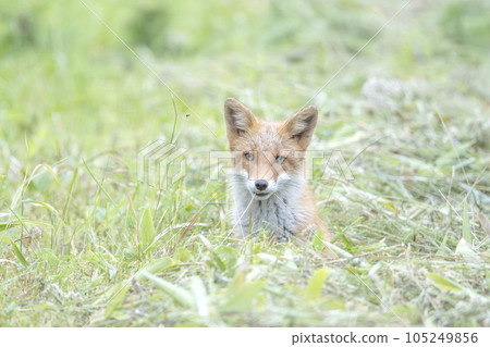 Little red fox playing alone Little red fox playing alone 105249856
