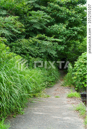 A road surrounded by green A road surrounded by green 105250107
