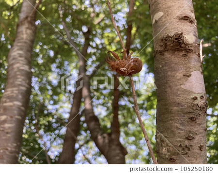 Shedding of a cicada stuck in a tree 105250180
