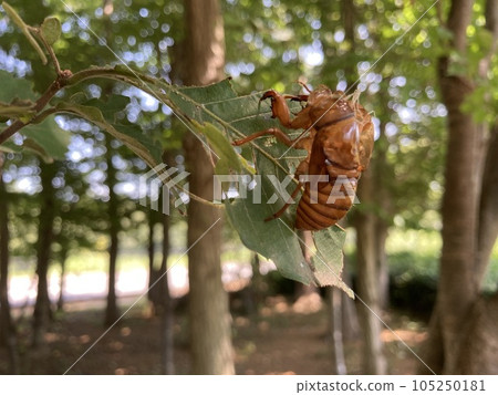 Shedding of a cicada stuck in a tree 105250181