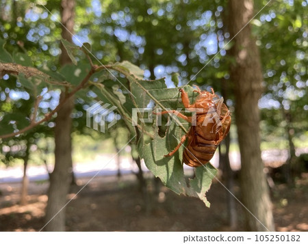 Shedding of a cicada stuck in a tree 105250182