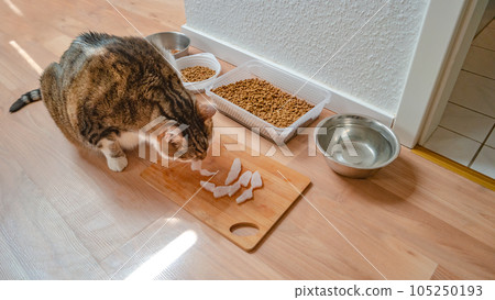 Portrait of a big cute domestic cat is eating fresh sliced fish at the kitchen floor with other dry food, water standing near. Concept of animal welfare and good nutrition Portrait of a big cute domestic cat is eating fresh sliced fish at the kitchen floor with other dry food, water standing near. Concept of animal welfare and good nutrition 105250193