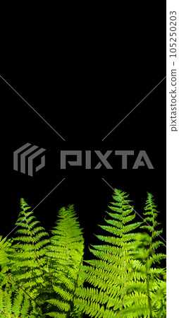 Cover page with magical green fern leaf in the wild forest, isolated at black background with copy space, closeup, details 105250203