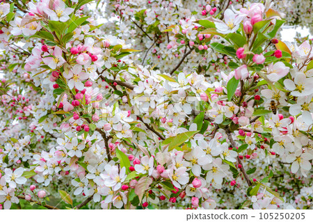 Japanese cherry tree aka Sakura bloom in early Spring in house garden at green field and sunny day. Beauty of nature Japanese cherry tree aka Sakura bloom in early Spring in house garden at green field and sunny day. Beauty of nature 105250205