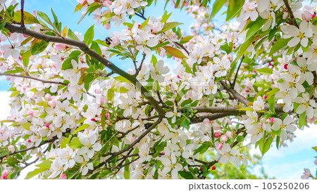 Japanese cherry tree aka Sakura bloom in early Spring in house garden at blue sky and sunny day. Beauty of nature Japanese cherry tree aka Sakura bloom in early Spring in house garden at blue sky and sunny day. Beauty of nature 105250206