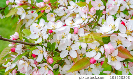 Japanese cherry tree aka Sakura bloom in early Spring in house garden at green field and sunny day. Beauty of nature 105250208