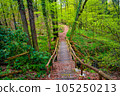 Wooden footbridge and woodland ttail in magical Spring deciduous and pine forest, Germany, at warm sunset evening 105250213