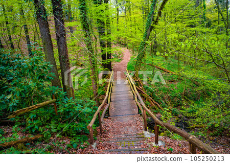Wooden footbridge and woodland ttail in magical Spring deciduous and pine forest, Germany, at warm sunset evening 105250213