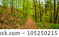 Panoramic view over a woodland track in magical Spring deciduous and pine forest, Germany, at warm sunset evening 105250215