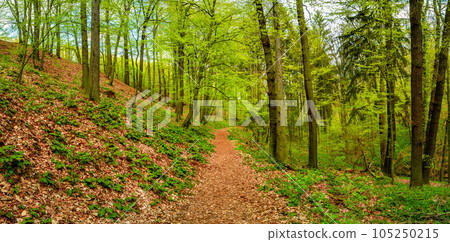 Panoramic view over a woodland track in magical Spring deciduous and pine forest, Germany, at warm sunset evening 105250215