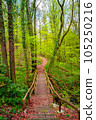 Cover page with a wooden footbridge and woodland ttail in magical Spring deciduous and pine forest, Germany, at warm sunset evening 105250216