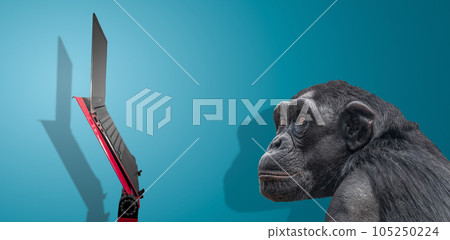 Chimpanzee is watching at slim and modern laptop computer at a red stand isolated with shadow at blue sky gradient background with copy space. Concept of digital world, information and education. 105250224