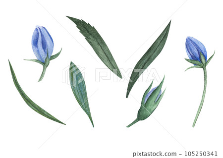 Watercolor Blue Bell Flower. Hand drawn set with flowers and buds bellflower. Illustration of Campanula on white isolated background. Drawing for wedding design or invitation cards Watercolor Blue Bell Flower. Hand drawn set with flowers and buds bellflower. Illustration of Campanula on white isolated background. Drawing for wedding design or invitation cards 105250341