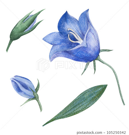Watercolor Blue Bell Flower. Hand drawn set with flowers and buds bellflower. Illustration of Campanula on white isolated background. Drawing for wedding design or invitation cards Watercolor Blue Bell Flower. Hand drawn set with flowers and buds bellflower. Illustration of Campanula on white isolated background. Drawing for wedding design or invitation cards 105250342