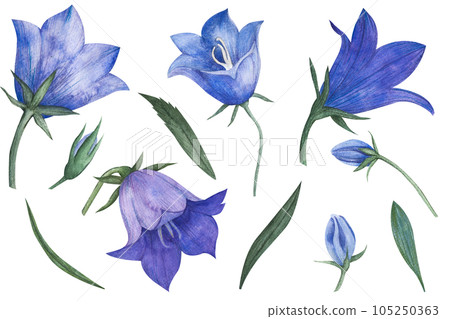 Watercolor Blue Bell Flower. Hand drawn set with flowers and buds bellflower. Illustration of Campanula on white isolated background. Drawing for wedding design or invitation cards Watercolor Blue Bell Flower. Hand drawn set with flowers and buds bellflower. Illustration of Campanula on white isolated background. Drawing for wedding design or invitation cards 105250363