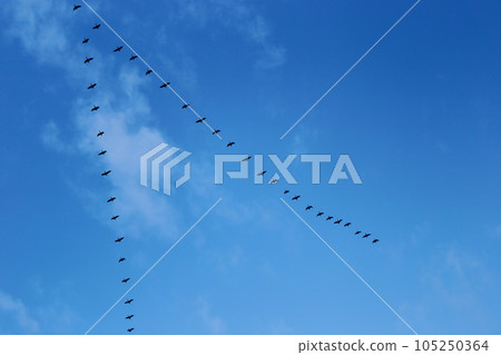 Blue sky and migratory birds 105250364