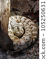 Southwestern speckled rattlesnake, snake 105250631