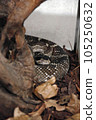 Mexican black-tailed rattlesnake, snake 105250632