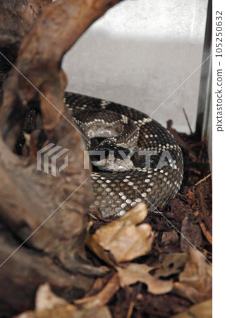 Mexican black-tailed rattlesnake, snake 105250632