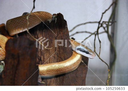 Cave-dwelling rat snake, snake 105250633
