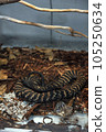 Rinkhals, ring-necked spitting cobra, snake 105250634