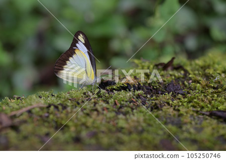 異色尖粉蝶(臺灣粉蝶)異色尖粉蝶（學名：Appias lyncida） 105250746