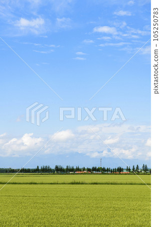 Tokachi wheat field and blue sky Otofuke town 105250783