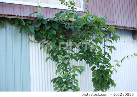 plants that migrate plants that migrate 105250836