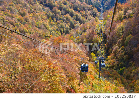 Autumn Naeba Dragon Dora Autumn Naeba Dragon Dora 105250837