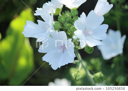 白花 白花 105250838
