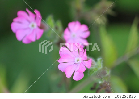 粉紅色的花朵 粉紅色的花朵 105250839