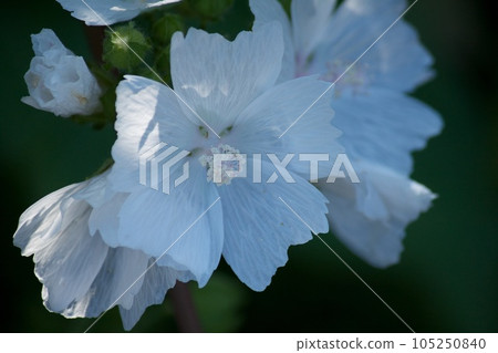 白花 白花 105250840