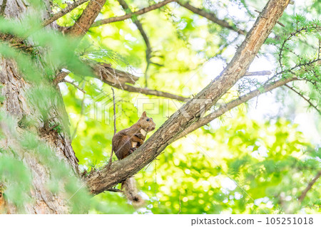 Azon squirrel living in the tree, hugging summer hair 105251018