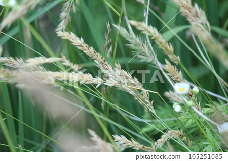 Summer wild grass Summer wild grass 105251085