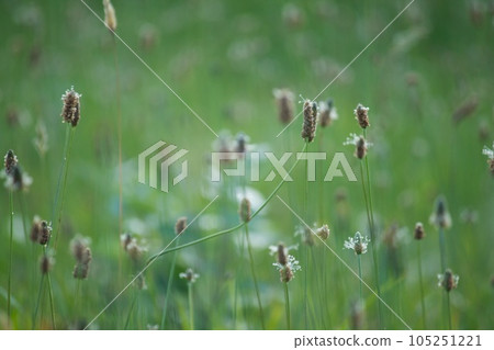 Heraobako's field Heraobako's field 105251221