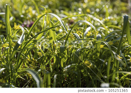 green grass and small yellow flowers in the spring season 105251365