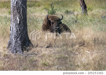 Wild animal European bison Wild animal European bison 105251381