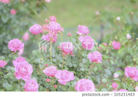 Rose variety: Leonardo da Vinci 105251483