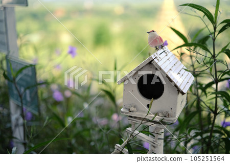 Small bird standing on wooden birdhouse in spring garden 105251564