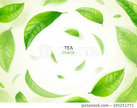 Flying tea leafs. Realistic green leaves floating motion on air wind, falling fresh forest leaf closeup, herbal nature agriculture healthy food concept exact vector illustration 105251771