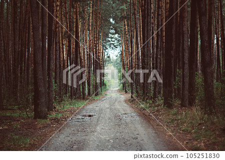 Dark moody forest 105251830