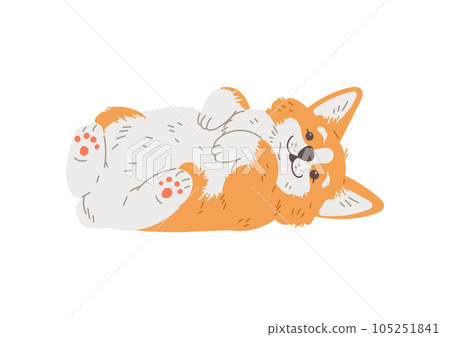 Cute smiling corgi dog lies on his back, waiting for affection, purebred breed of furry dog vector isolated illustration Cute smiling corgi dog lies on his back, waiting for affection, purebred breed of furry dog vector isolated illustration 105251841