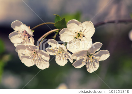 Cherry flowers frame 105251848