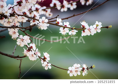 Apricot tree blossoms Apricot tree blossoms 105251855