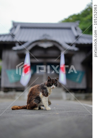 牛島神社的貓 牛島神社的貓 105252063