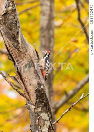 White-backed woodpecker on the shores of Lake Akan, Hokkaido White-backed woodpecker on the shores of Lake Akan, Hokkaido 105252473